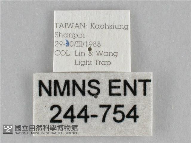 長斑擬燈蛾藏品圖，第3張