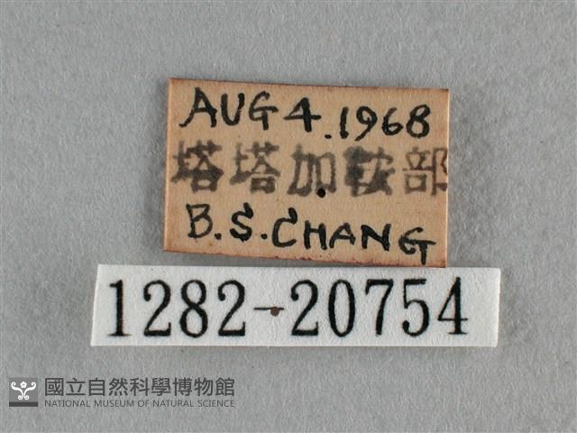 雅波灰蝶藏品圖，第3張