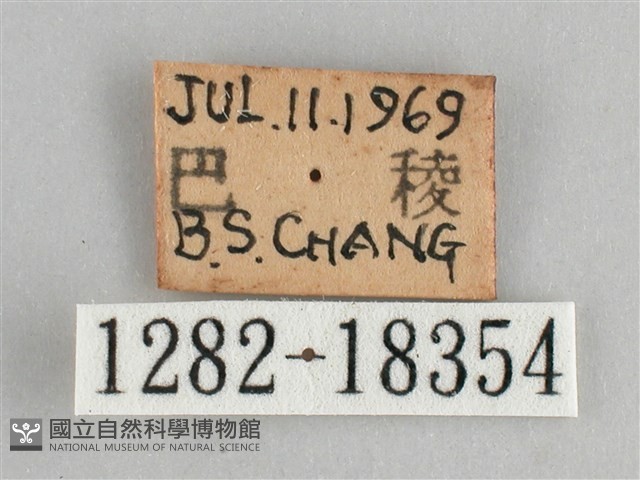 臺灣環蛺蝶藏品圖，第3張