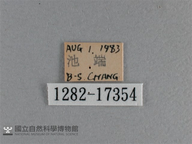 黃豹盛蛺蝶藏品圖，第3張
