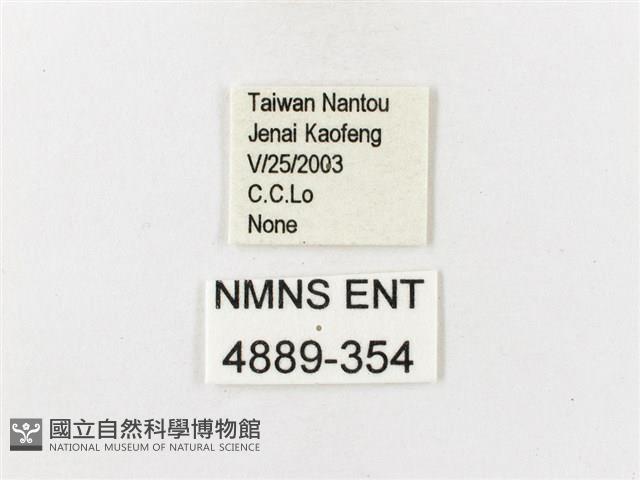 茶帶螢斑蛾藏品圖，第3張