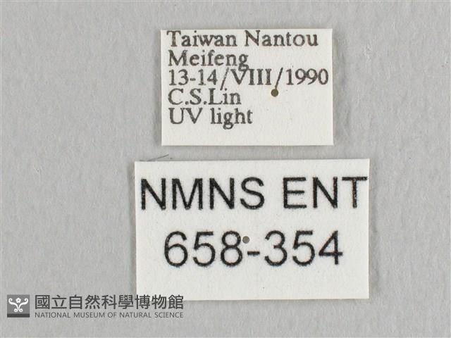 銀端帶鉤蛾藏品圖，第3張