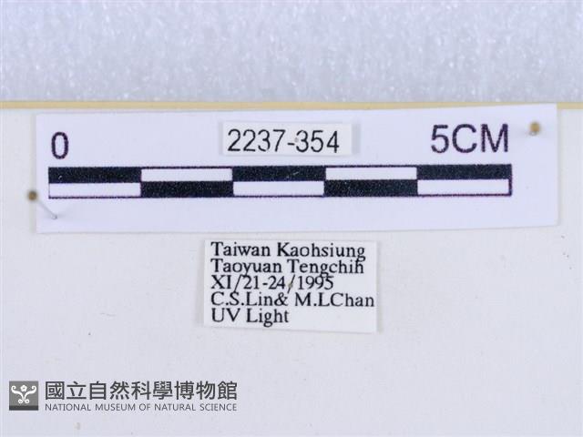 閃光苔蛾藏品圖，第3張