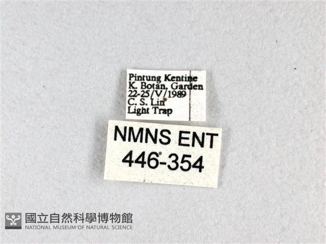 香蕉弄蝶藏品圖，第3張