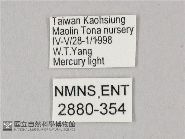 粗斜紋天蛾藏品圖，第3張