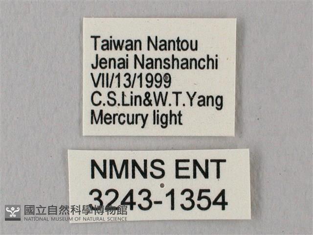 栗六點天蛾藏品圖，第3張