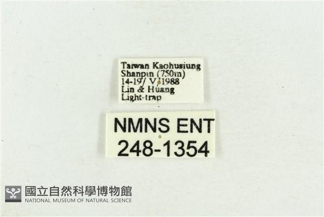 臺灣斑蕊夜蛾藏品圖，第3張