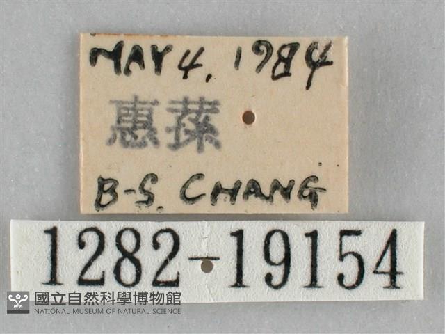 扭擬燈蛾藏品圖，第3張