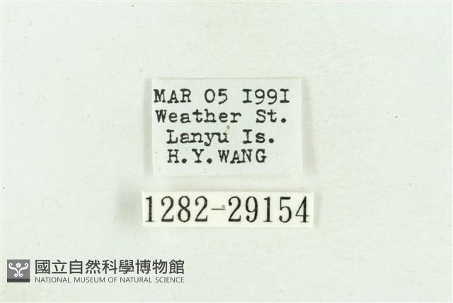 弧角散紋夜蛾藏品圖，第3張