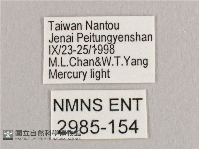 鉛斑帶鉤蛾藏品圖，第3張