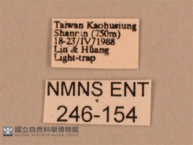 棕綠背線天蛾藏品圖，第3張