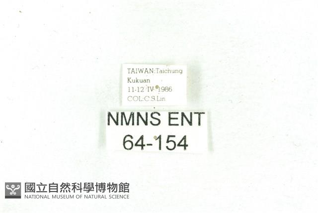 乳白斑燈蛾藏品圖，第3張