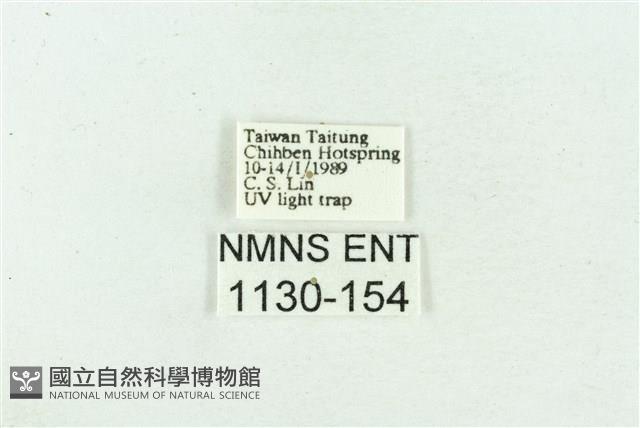 菊池污燈蛾藏品圖，第3張