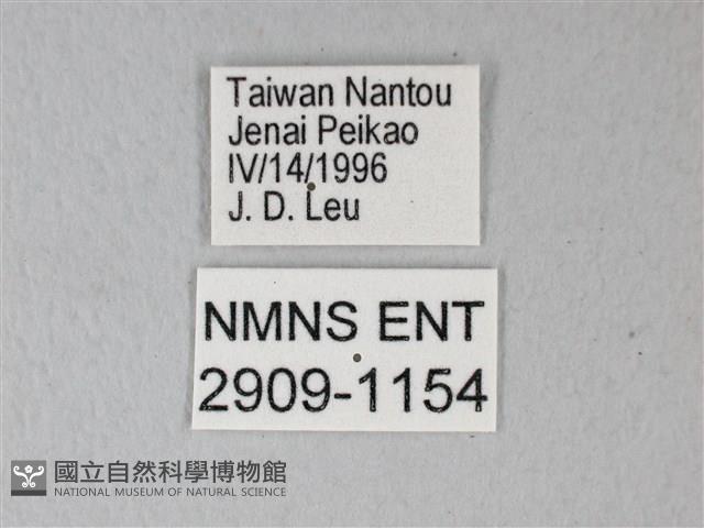 異粉蝶、雌白黃蝶藏品圖，第3張