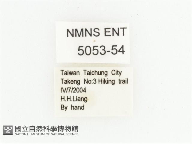 臺灣跗花金龜藏品圖，第2張