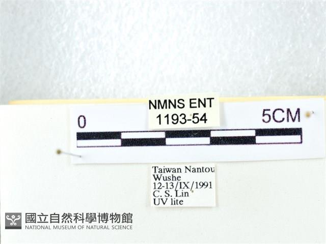 粉蝶燈蛾藏品圖，第3張