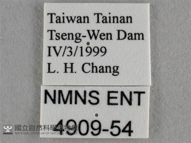 蘇鐵綺灰蝶藏品圖，第3張