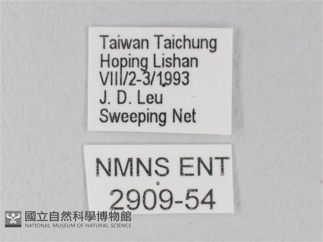 白絹粉蝶藏品圖，第3張