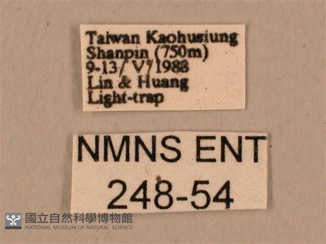 背中白天蛾藏品圖，第3張