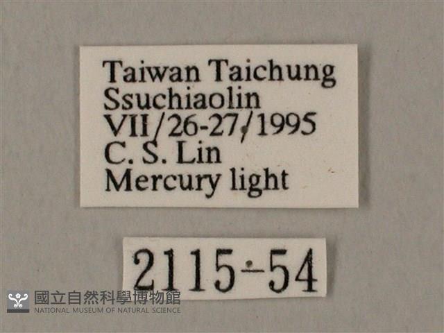 裂斑鷹翅天蛾藏品圖，第3張