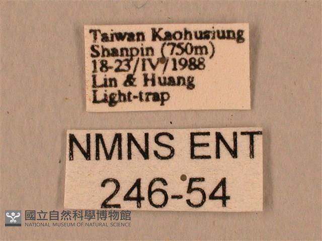 臺灣鷹翅天蛾藏品圖，第3張