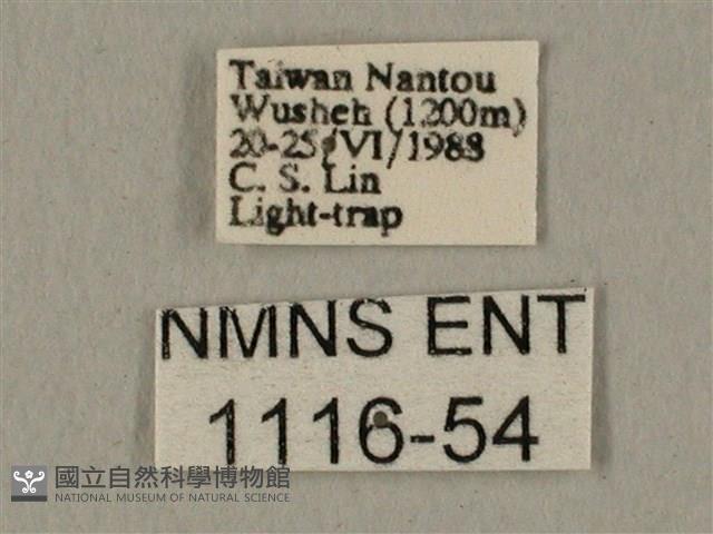 半緣缺角天蛾藏品圖，第3張