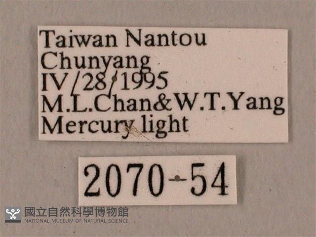 黑帶鷹翅天蛾藏品圖，第3張