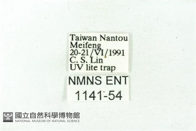 赭新污燈蛾藏品圖，第3張