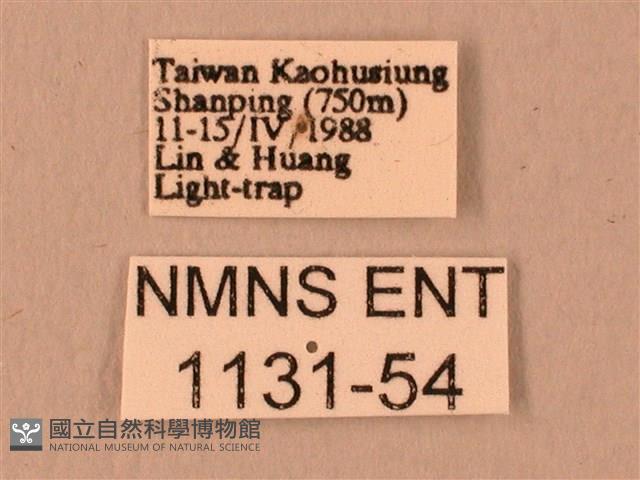 波紋豆天蛾藏品圖，第3張