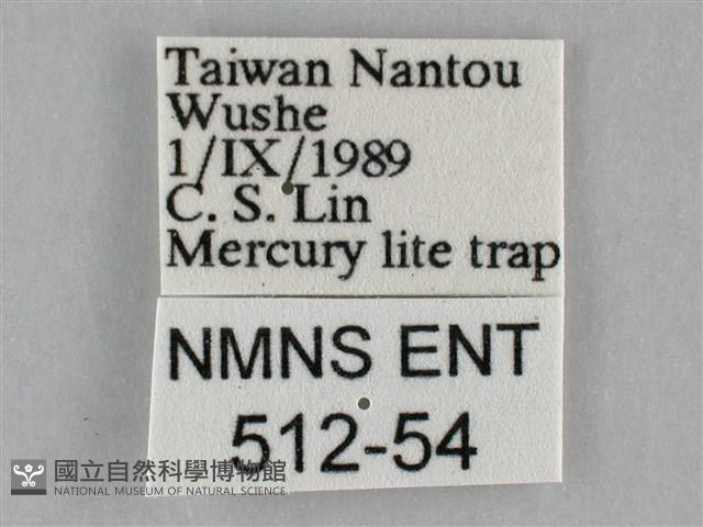 橙帶藍尺蛾藏品圖，第3張