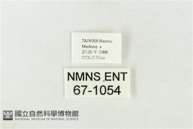 印華波紋蛾藏品圖，第3張