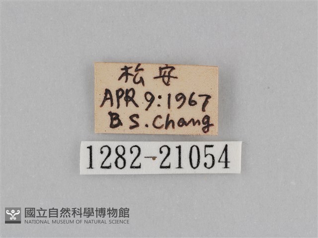 江崎波眼蝶藏品圖，第3張