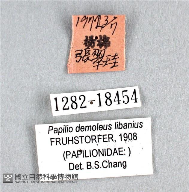 花鳳蝶、無尾鳳蝶藏品圖，第3張