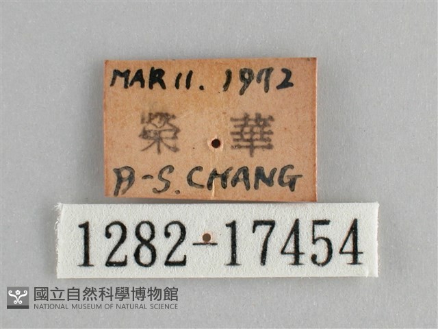 眼蛺蝶、孔雀蛺蝶藏品圖，第3張