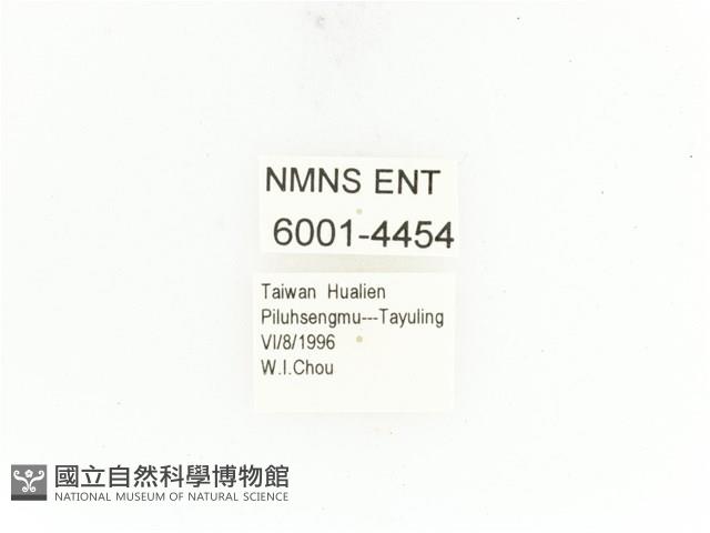 銅艷白點花金龜藏品圖，第2張