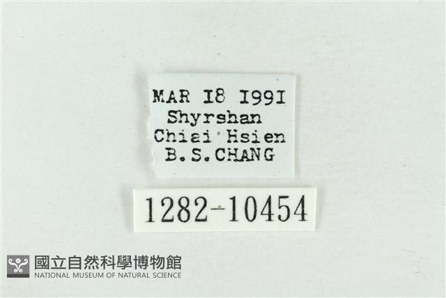 帶波紋蛾藏品圖，第3張