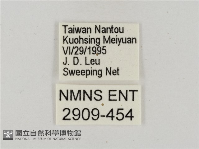 淡褐脈粉蝶藏品圖，第3張