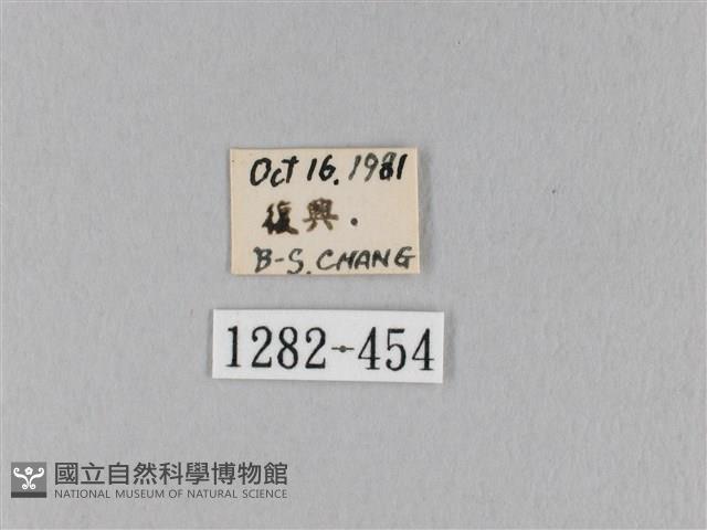 馬尾松枯葉蛾藏品圖，第3張