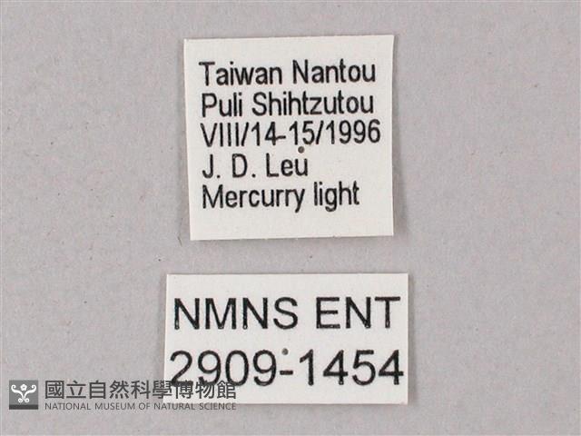 榆綠天蛾藏品圖，第3張