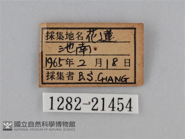 紫帶眉眼蝶藏品圖，第3張