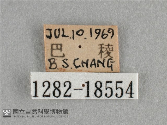 散紋盛蛺蝶藏品圖，第3張