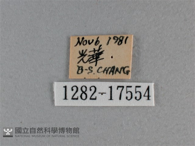 黃豹盛蛺蝶藏品圖，第3張