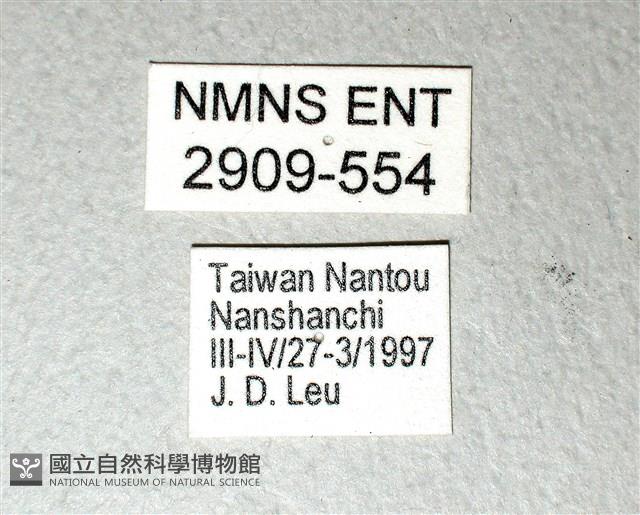 黃星斑鳳蝶藏品圖，第3張