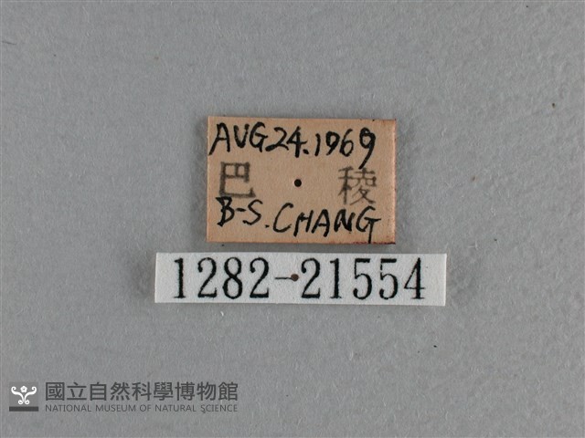 玉帶弄蝶藏品圖，第3張