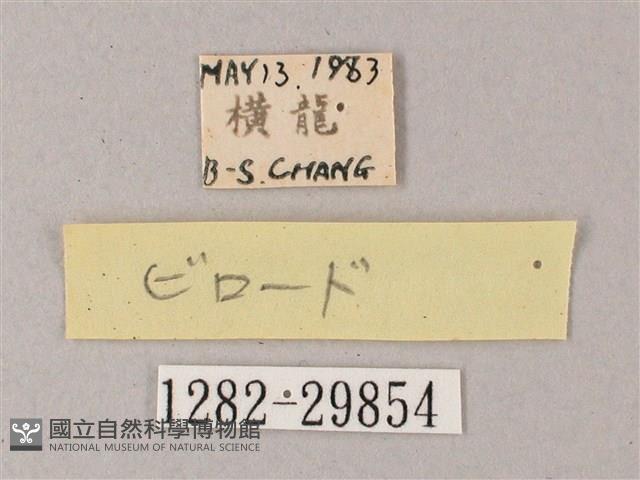 雙斑白肩天蛾藏品圖，第3張