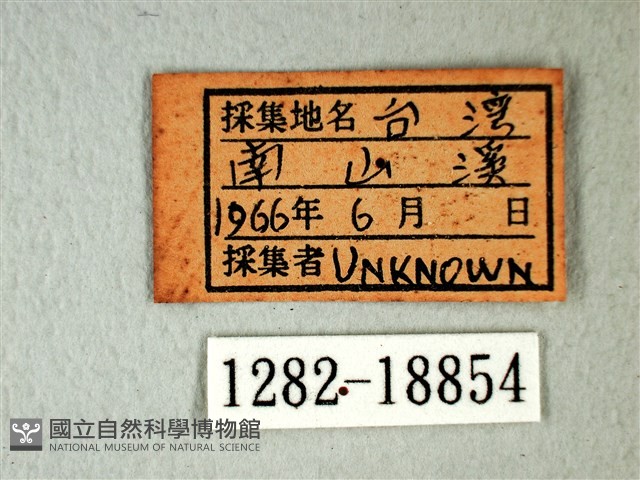 橙端粉蝶、端紅蝶藏品圖，第3張