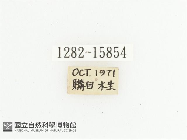 橙斑花金龜藏品圖，第2張