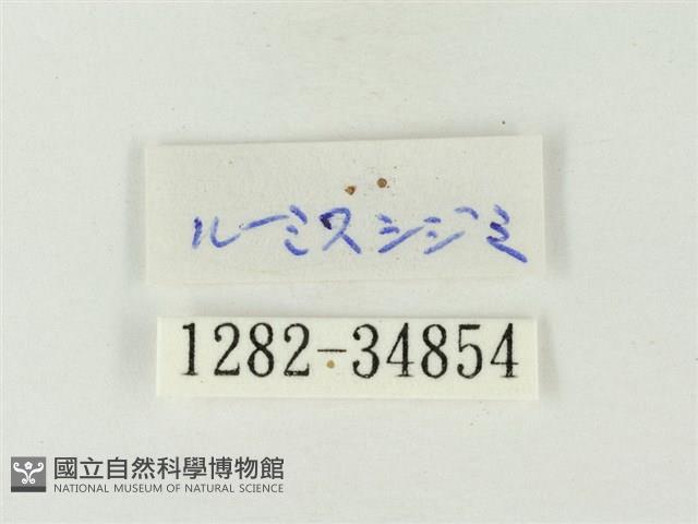 蔚青紫灰蝶藏品圖，第3張