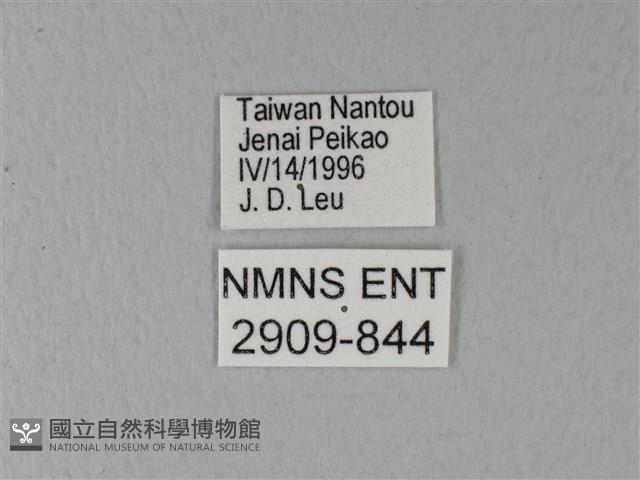 異粉蝶、雌白黃蝶藏品圖，第3張