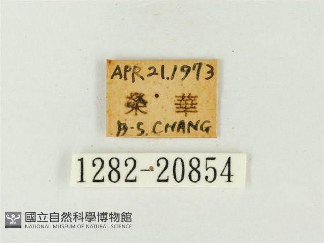 燕灰蝶藏品圖，第3張